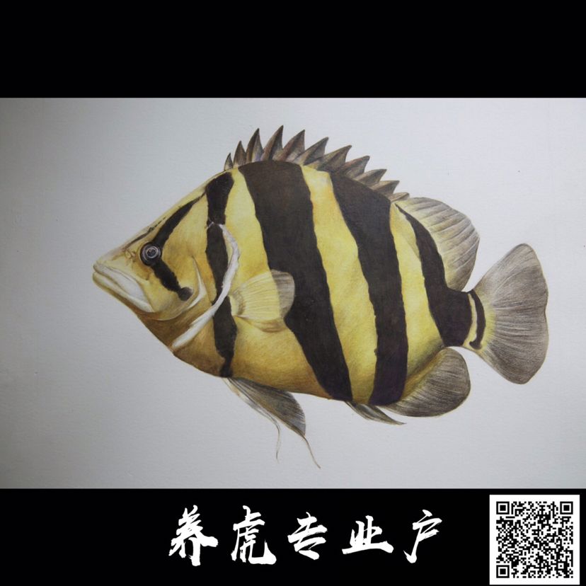 深入虎圈（一） 觀賞魚(yú)論壇 第4張