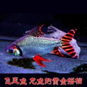 龍魚和鳳魚可以一起繁殖嗎