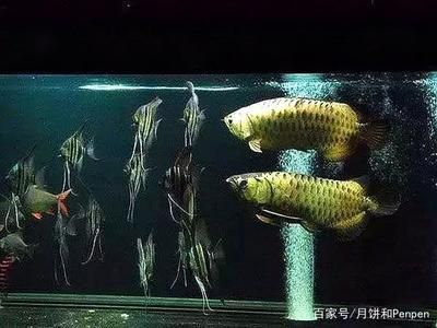 龍魚和鳳魚可以一起繁殖嗎