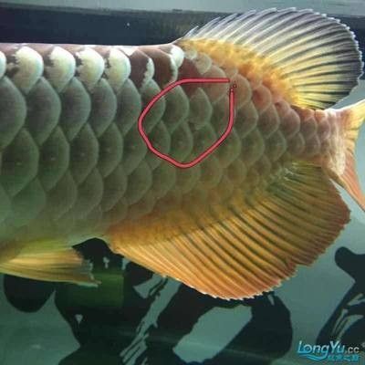 龍魚水溫24度行不行