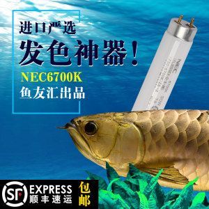 龍魚進口手續(xù) 龍魚百科 第3張