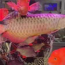 50公分龍魚(yú)喂食量是多少 龍魚(yú)百科 第1張