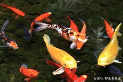 龍魚跳出魚缸意味什么 龍魚百科 第2張