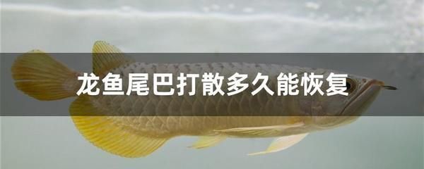 如何讓龍魚不咬其他魚的尾巴 龍魚百科