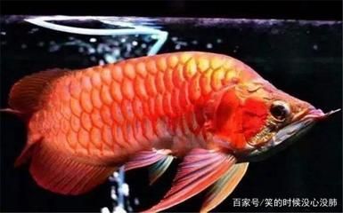 龍魚可以長到多大 龍魚百科 第3張