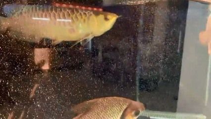 森森和博宇魚缸過濾器哪個(gè)好 森森魚缸 第2張