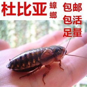 紅龍魚吃蟑螂起什么作用