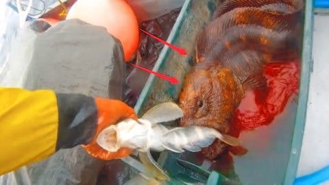 龍魚可以吃水果嗎怎么喂食 龍魚百科