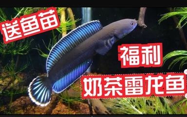 奶茶雷龍魚(yú)配對(duì)需要注意什么事項(xiàng)呢 龍魚(yú)百科 第2張