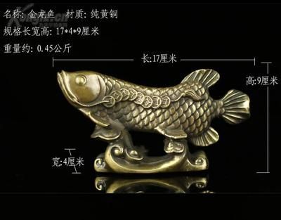 金龍魚 尺寸 龍魚百科 第3張