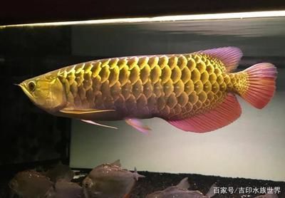 龍魚只吃大麥蟲