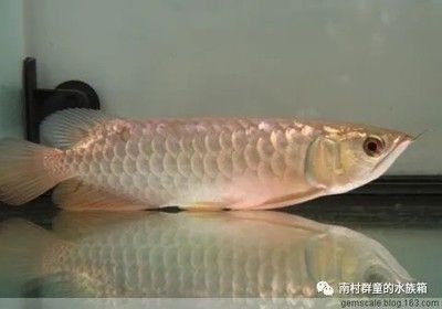 龍魚趴缸是什么原因