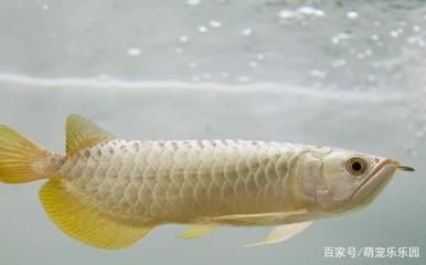 龍魚怎么樣繁殖？ 龍魚百科 第1張