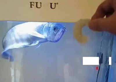 龍魚在魚缸下面游怎么回事？ 龍魚百科