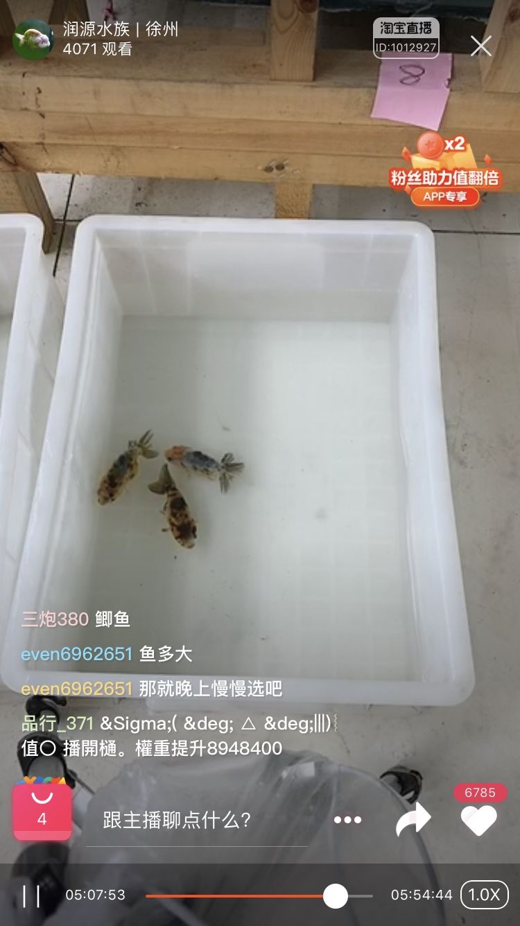 買的魚一到家都失漂 觀賞魚論壇 第4張