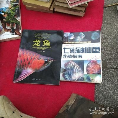 龍魚配七彩神仙好嗎怎么養(yǎng)的 龍魚百科 第2張