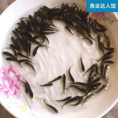 紅龍魚苗好養(yǎng)嗎怎么養(yǎng)的