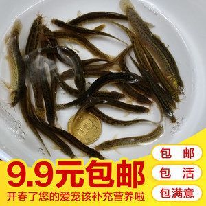 龍魚(yú)大白片使用方法圖解 龍魚(yú)百科 第2張