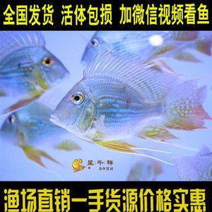 養(yǎng)龍魚(yú)的微信群名稱