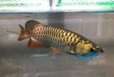 30厘米金龍魚發(fā)色快嗎為什么 龍魚百科 第1張