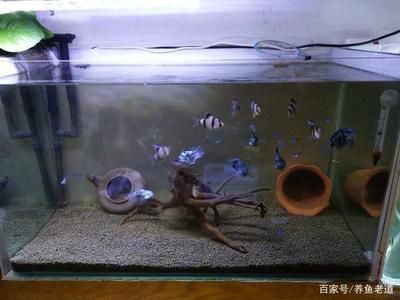 養(yǎng)銀龍魚多大的魚缸 龍魚百科 第1張