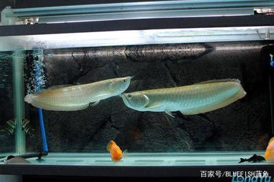 養(yǎng)銀龍魚多大的魚缸 龍魚百科 第3張