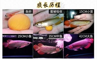 金龍魚60厘米需要多少年才能長(zhǎng)大 龍魚百科 第3張