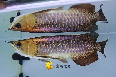 金龍魚(yú)身上有斑點(diǎn)怎么辦