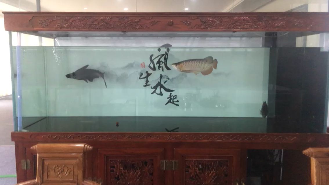 每星期天換水… 觀賞魚(yú)論壇