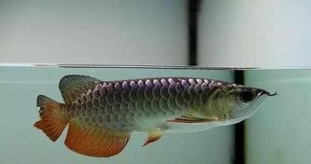 龍魚(yú)經(jīng)常抖鰭 龍魚(yú)百科 第3張