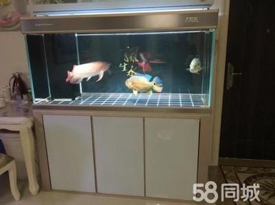 紅龍魚適合多大魚缸養(yǎng) 龍魚百科 第3張