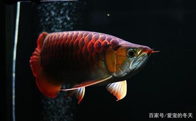 紅龍魚浮背怎么處理 龍魚百科 第1張