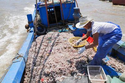 白龍魚多少錢 龍魚百科 第2張