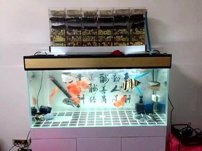 森森上濾魚缸適合養(yǎng)什么魚 森森魚缸