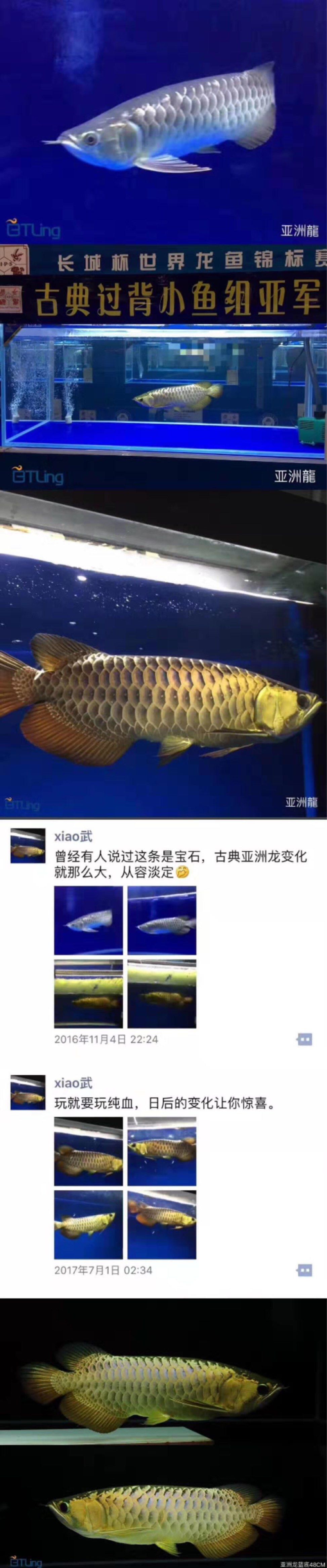 你所“熟知？”的古典過背?。?！ 觀賞魚論壇 第8張