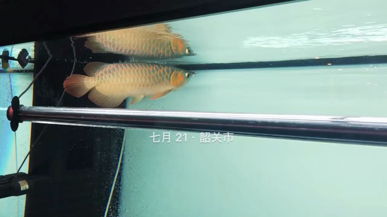 夏天 觀賞魚論壇