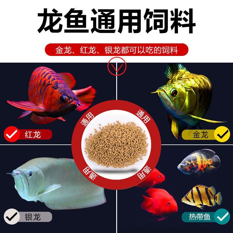 龍魚每天喂多少飼料 龍魚百科 第1張