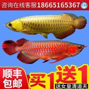 二手龍魚轉(zhuǎn)讓多少錢一條