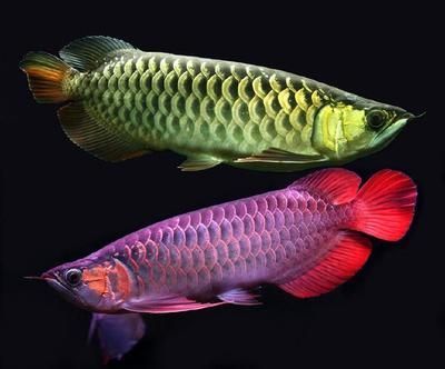 金龍魚(yú)分類(lèi) 硬骨魚(yú)