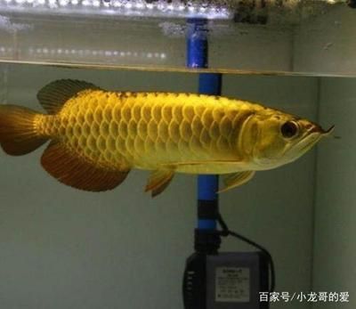 金龍魚選哪個(gè)品種 龍魚百科