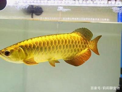 過背金龍魚多久發(fā)色好 龍魚百科 第2張