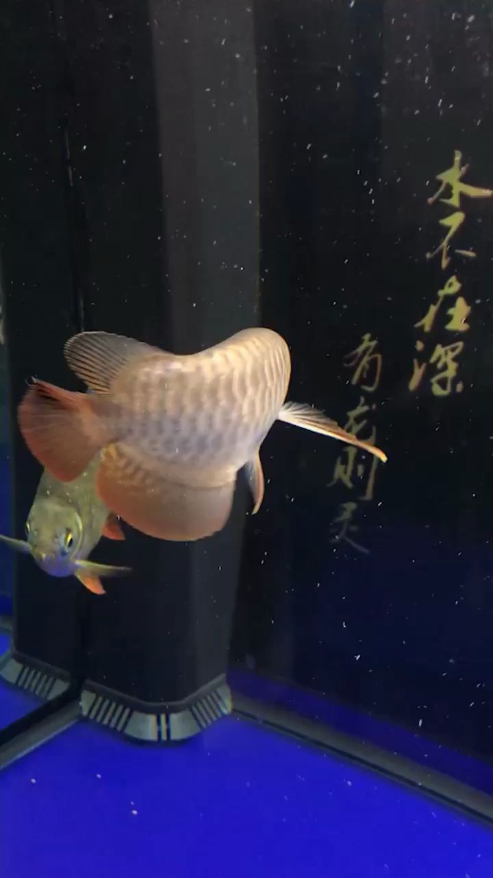 鯊魚嘴金龍 觀賞魚論壇