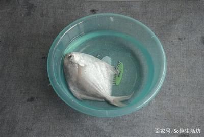 龍魚喂凍魚前怎么處理消毒的食物 龍魚百科