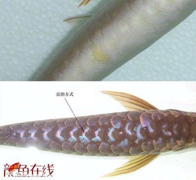 金龍魚(yú)如何上色快 龍魚(yú)百科 第2張