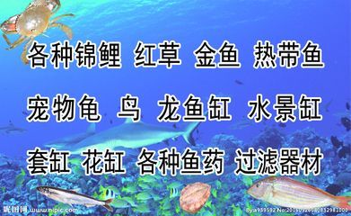 養(yǎng)龍魚需要什么過濾器材呢 龍魚百科 第2張