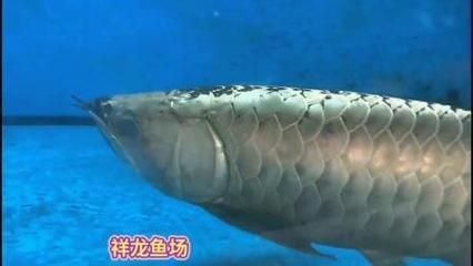 龍魚吃活食算殺生么還是殺魚 龍魚百科