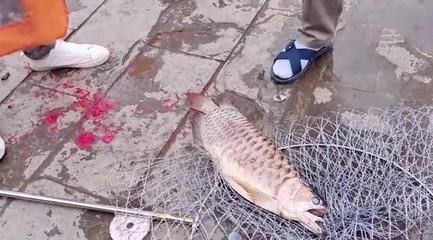 龍魚死了有什么預(yù)兆沒死 龍魚百科