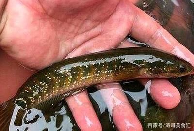 野生雷龍魚和人工的有啥區(qū)別 龍魚百科 第1張