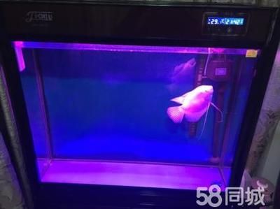 佳璐水族和森森的關(guān)系 森森魚缸