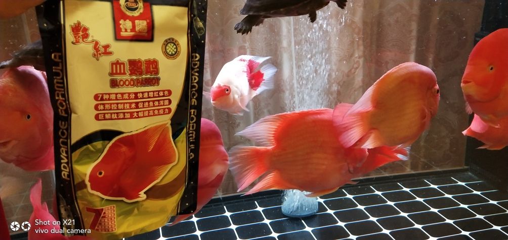 神陽飼料到位 觀賞魚論壇 第2張